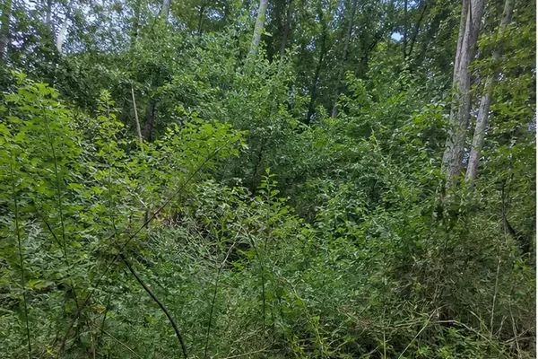 Representative dense brush and overgrowth in a wooded area.